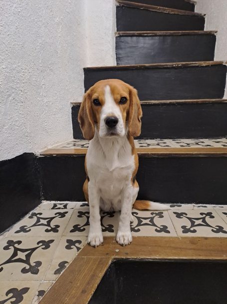Le Lodge Keraën DogFriendly